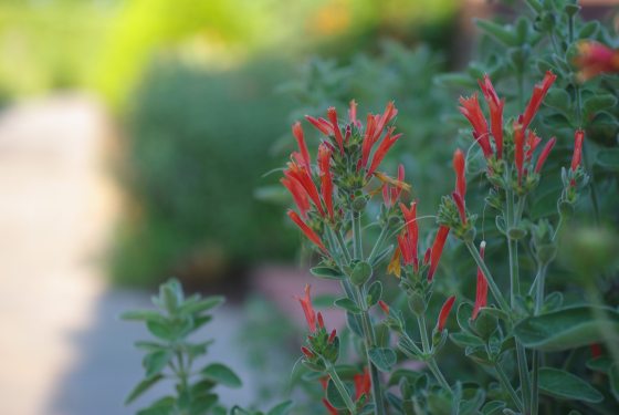 Red tall flowers along a stone path. 